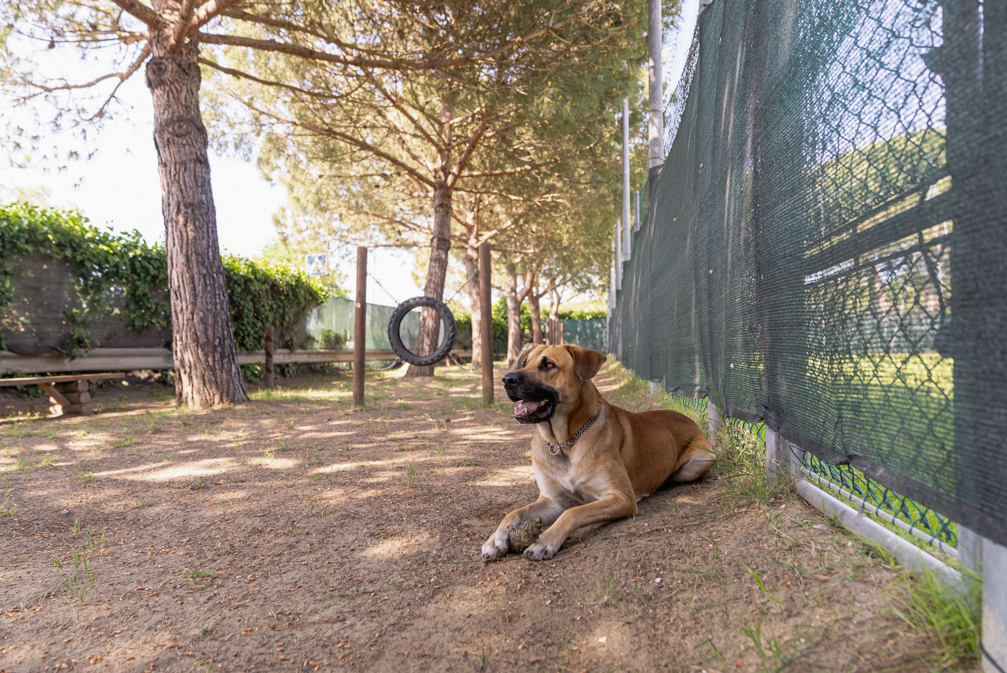 At the Marina Family Village you can enjoy “Dog Friendly” dolce vita, and that’s not all…